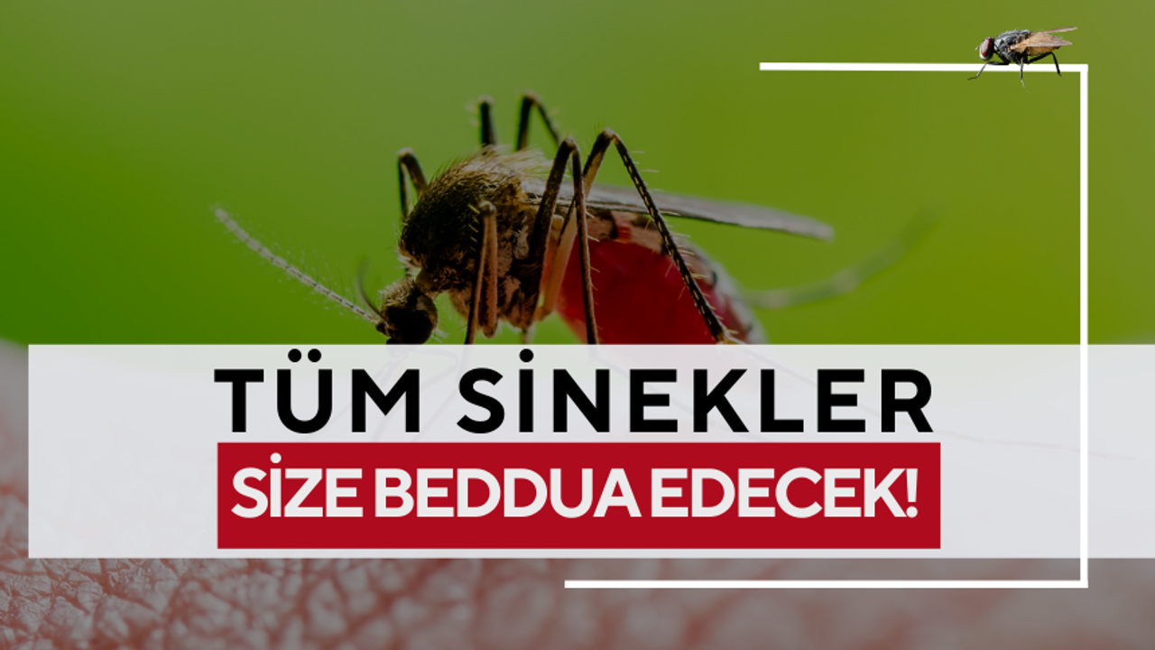 Doğal Sivrisinek ve Sinek Kovucu: Sinekler size beddua edecek!