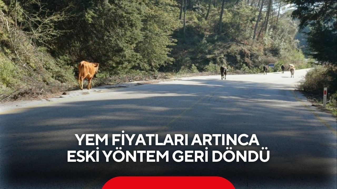 Yem fiyatları artınca eski yöntem geri döndü: Salma besicilik yükselişte