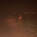 Jandarma kayıp hayvanı buldu