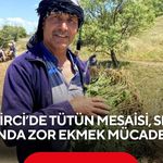 Demirci’de tütün mesaisi, sıcak altında zor ekmek mücadelesi