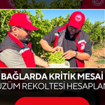 Bağlarda Kritik Mesai... 2026 Üzüm Rekoltesi Hesaplanıyor