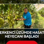 Erkenci üzümde hasat heyecanı başladı