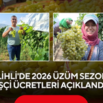 Salihli'de 2026 Üzüm Sezonu İşçi Ücretleri Açıklandı