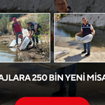 Balık popülasyonunu artırmak için dev çalışma