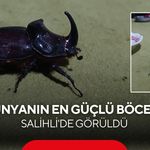 Salihli’de kahvehanenin davetsiz misafiri, dünyanın en güçlü böceği oldu