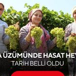 Dünyaca ünlü Manisa üzümünde sezon başlıyor! Kesim tarihi belli oldu