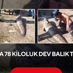 Balığın yanına yatınca herkes şaşırdı! Oltaya takılan 190 santimlik dev yayın balığı