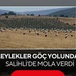 Leylekler göç yolunda Salihli'de mola verdi