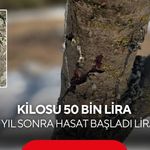 Kilosu 50 bin lira: 11 yıl sonra hasat başladı