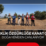 500 Keklik Özgürlüğe Kanat Çırptı! Doğa Yeniden Canlanıyor