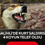 Salihli’de kurt saldırısı: 4 koyun telef oldu