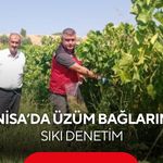 Manisa’da üzüm bağlarında sıkı denetim! Numuneler tek tek alındı...