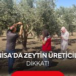 Manisa’da zeytin üreticileri dikkat! Zeytin sineğine karşı alarm
