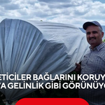 Üreticiler bağlarını koruyor, ova gelinlik gibi görünüyor