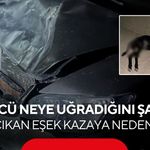 Sürücü neye uğradığını şaşırdı! Yola çıkan eşek kazaya neden oldu