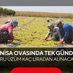 Manisa Ovasında tek gündem… Kuru üzüm kaç liradan alınacak?