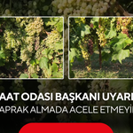 Ziraat Odası Başkanı uyardı… ‘Yaprak almada acele etmeyin’