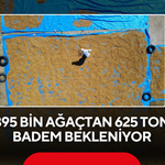 625 Tonluk Rekolte Beklentisi Üreticiyi Umutlandırdı