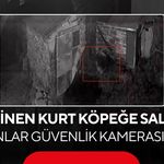 Köye inen kurt köpeğe saldırdı... O anlar güvenlik kamerasında!