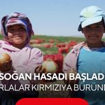 Türkiye’nin soğan tarlaları kırmızıya büründü! Başkent’te 300 kişilik mesai başladı...