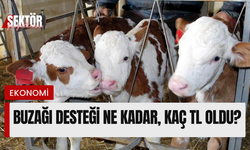 Buzağı desteği ne kadar, kaç TL oldu?