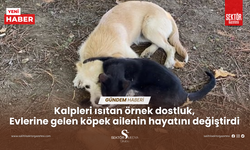 Süt kardeş olan kedi ve köpek yavrusundan örnek dostluk