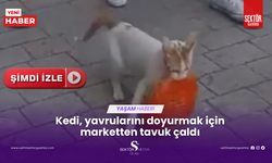 Kedi, yavrularını doyurmak için marketten tavuk çaldı