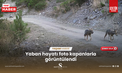 Yaban hayatı foto kapanlarla görüntülendi