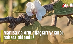 Manisa’da erik ağaçları yalancı bahara aldandı !