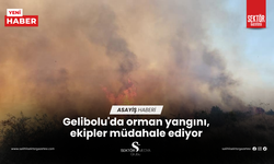 Gelibolu'da orman yangını, ekipler müdahale ediyor