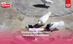 Dolapçı güvercinleri mesafe tanımıyor