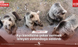 Ayı kendisine şeker vermek isteyen vatandaşa saldırdı