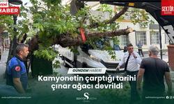 Kamyonetin çarptığı tarihi çınar ağacı devrildi