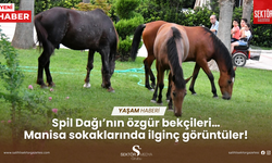 Spil Dağı’nın özgür bekçileri… Manisa sokaklarında ilginç görüntüler !