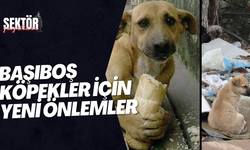 Başıboş köpekler için yeni önlemler