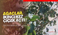 Ağaçlar, ikinci kez çiçek açtı !