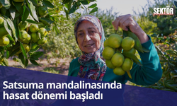 Satsuma mandalinasında hasat dönemi başladı