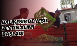 Balıkesir'de yeşil zeytin alımı başladı