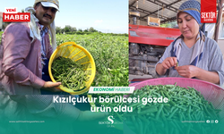 Kızılçukur börülcesi gözde ürün oldu