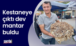 Kestaneye çıktı dev mantar buldu