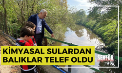 Kimyasal sulardan balıklar telef oldu