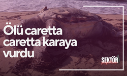 Ölü caretta caretta karaya vurdu