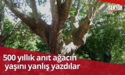 500 yıllık anıt ağacın yaşını yanlış yazdılar