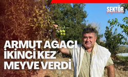 Armut ağacı ikinci kez meyve verdi