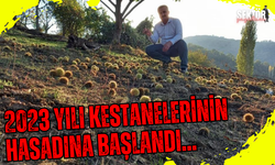 2023 yılı kestanelerinin hasadına başlandı...