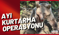 Ayı kurtarma operasyonu