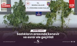 Sazlıkların arasında kenevir  ve esrar ele geçirildi