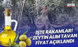 İşte rakamlar! Zeytin alım tavan fiyat açıklandı