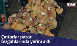 Çıntarlar pazar tezgahlarında yerini aldı