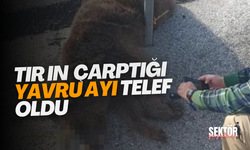 Tırın çarptığı yavru ayı telef oldu